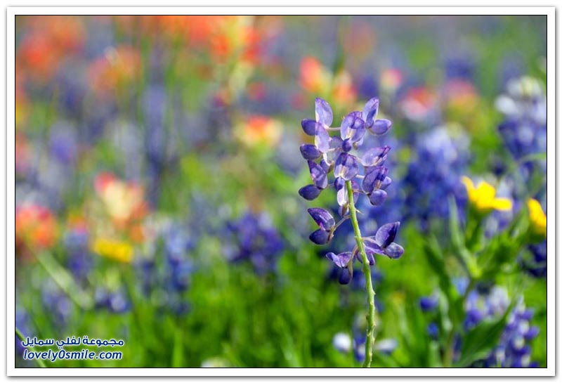 الزهور البرية في ولاية تكساس