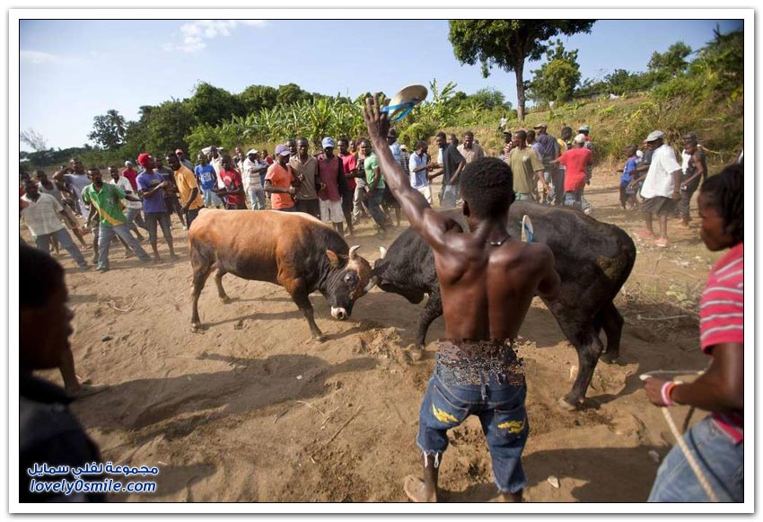 مصارعة الثيران في هاييتي