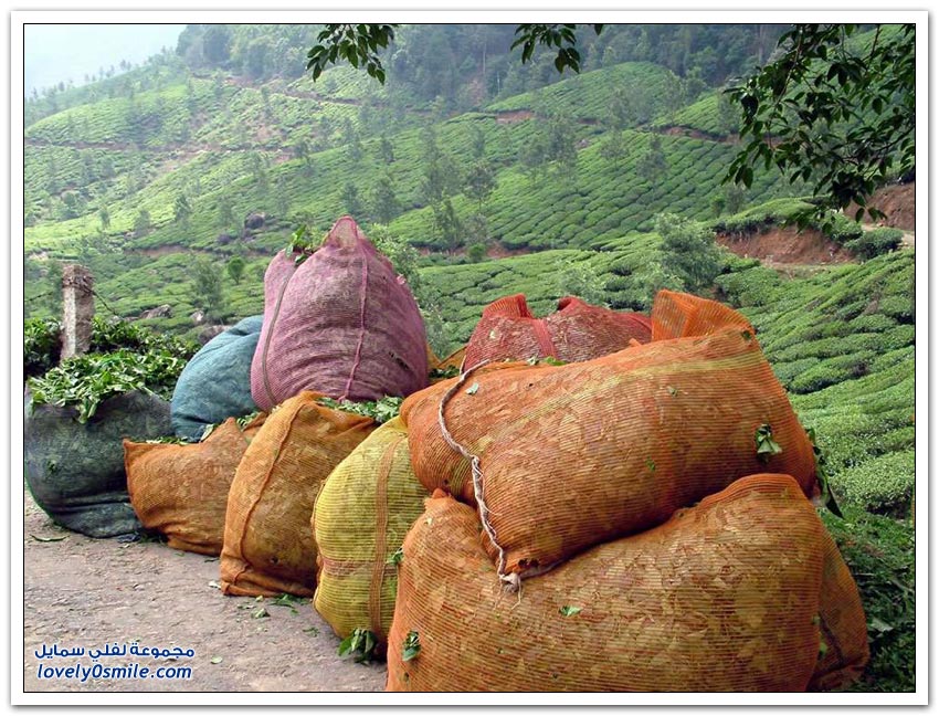 جمال مزارع الشاي حول العالم