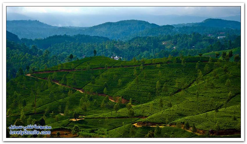 جمال مزارع الشاي حول العالم