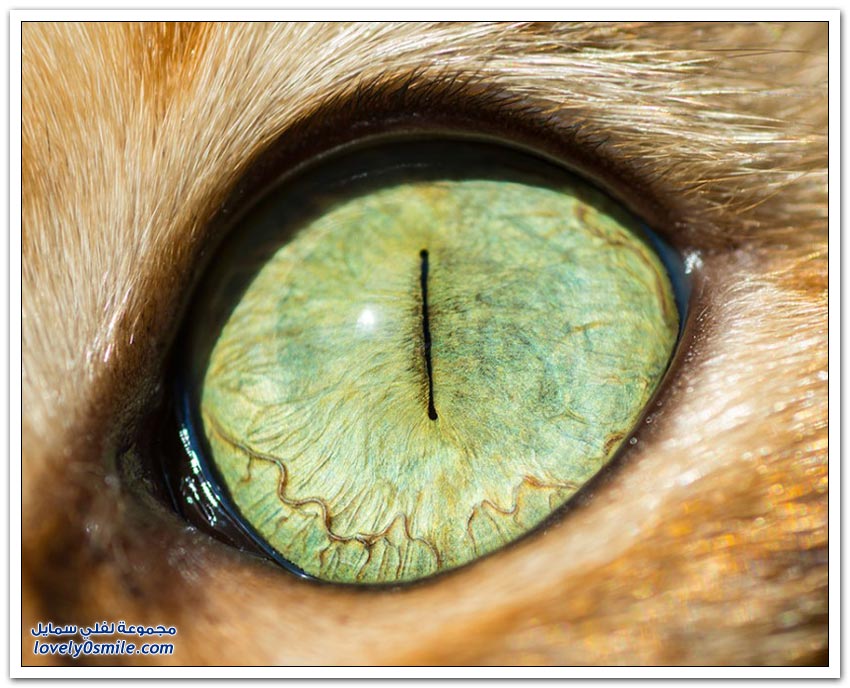 عيون القط
