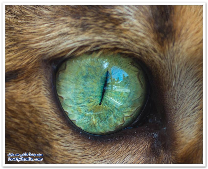 عيون القط