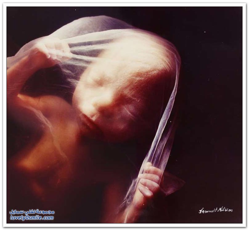 صور فريدة من بداية الحمل إلى الولادة