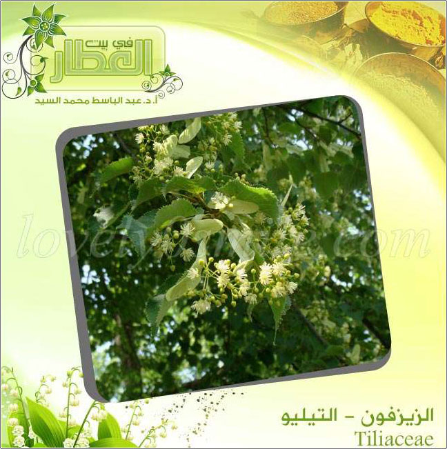  () - Tiliaceae