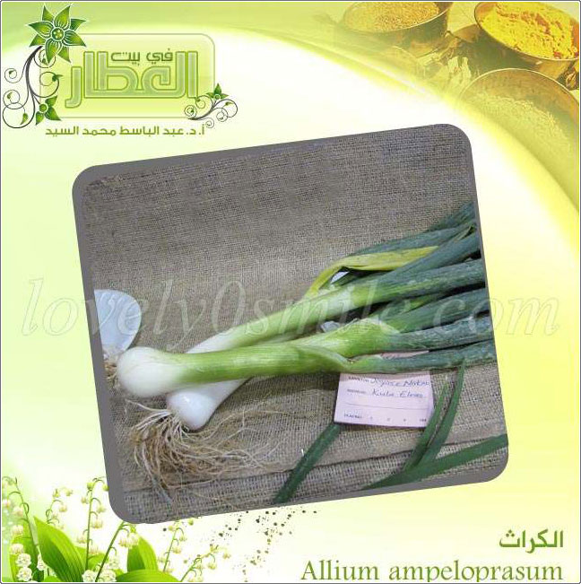  -Allium Ampeloprasum