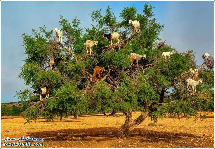 ظاهرة تسلق الماعز لشجرة الأركان الفريدة في المغرب