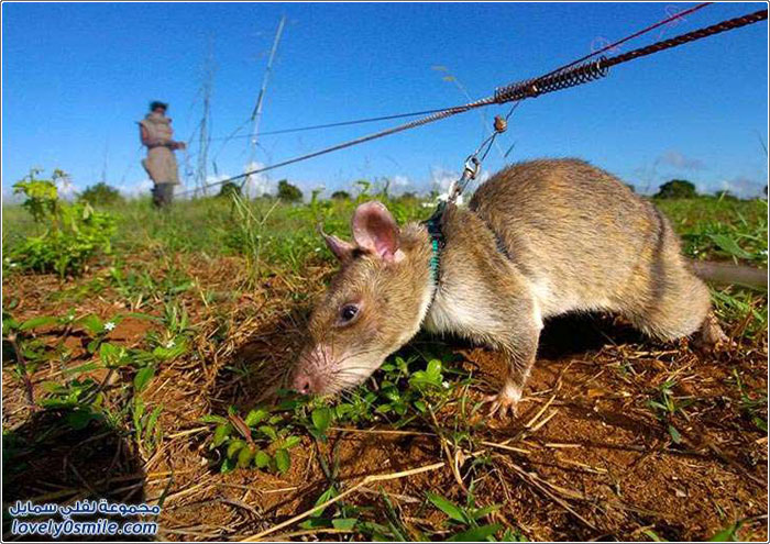 استخدام الفئران للكشف عن الألغام