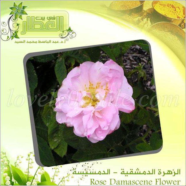  ( ) - Rose Damascene Flower