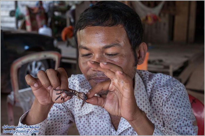 أكل العناكب في كمبوديا