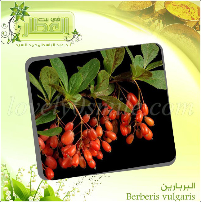  - Berberis vulgaris