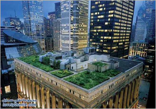 أسقف مزروعة وكأنها حدائق في مدينة نيويورك