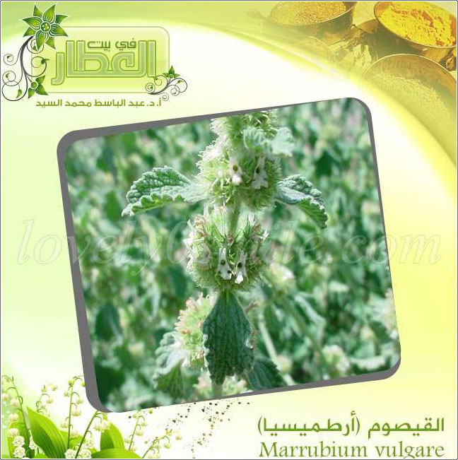  () - Marrubium vulgare