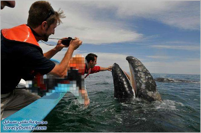 قبلة الحوت قبالة سواحل المكسيك